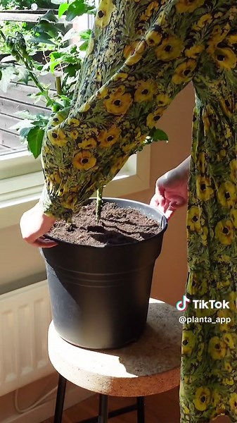 Cultivating Tomatoes: Tips and Insights