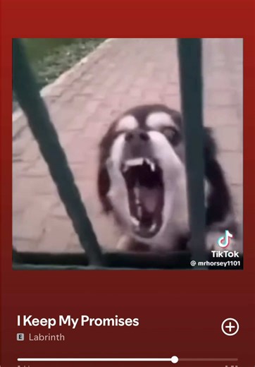 Laughing with Labrinth: A Cosmic Humor Experience