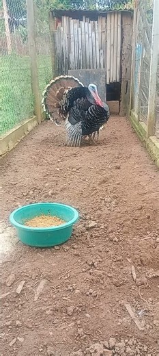 this turkey stays puffed up all day long