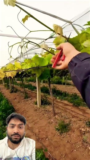 Grapes top branches pruning #shortsfeed #shorts #viralshorts #viralvideo