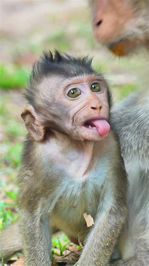baby monkey what wrong what need from mom please #baby #monkey #viral #reels #wildlife