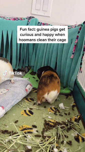 They get free room service every day #guineapig #guineapigcage #guineapigcageclean #cleaningasmr #smallpets #popcorning #cavylove #cageclean #cleanwithme