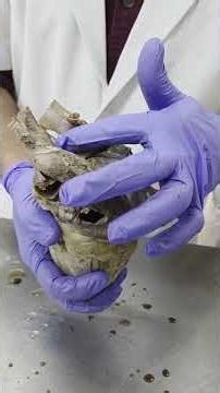 Exterior Features of Heart | Thorax | Anatomy Dissection Table 06 | BIMS BELAGAVI |