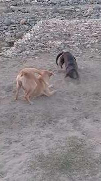 Funniest Viral Dogs Videos Ever 🤣 BEST Funny Animals Videos Of The YEAR #4k