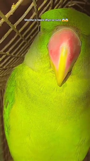 say ma sha Allah 🥭😘😘🤩🤩😭😭😭😭😭😭😱😱😱 #parrot #parrot #talkingparot #flowerpot #bayan #birds