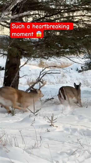 The Buck Suddenly Attacked a Deer — But Why? Any Idea, Guys?