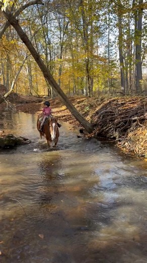 3.7K views · 42 reactions | Don’t forget to check out Daisy, this awesome lady is safe for any level rider. The push button deluxe type. Shes a favorite in the barn for all of the kiddos. #daisy #trailride #trendingreel | Kaylynn Nichole | Facebook