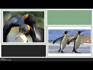 Życie pingwinów na Antarktydzie - Klubowe Centrum Talencik cz.1