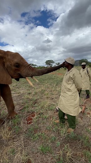 Ngilai: A Heartwarming Elephant Rescue Story