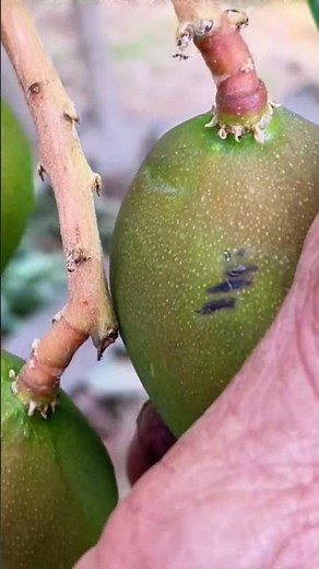 種植芒果技術分享，兩根手指大小時進行疏果，疏掉畸形果，小果，病果等Sharing of techniques for growing mangoes. thinning out deformed