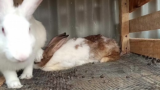 Rabbit Courtship ❤️❤️❤️❤️ #cutebunny #BunnyBackyard #BabyBunnies