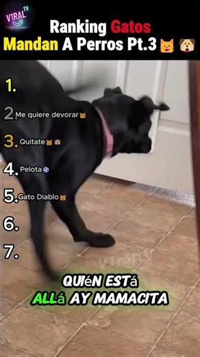 Ranking Gatos Mandan a Perros Pt.03 #aivlogs #skits #sketch #bromas #humor #vlogs #Rankings #gatos