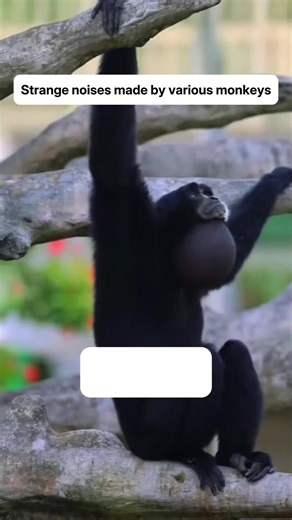 Strange Noises Made by Various Monkeys