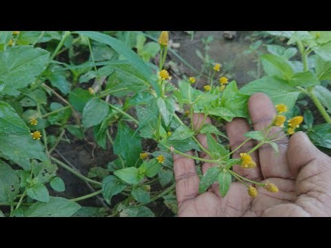 మన భారతదేశంలోని వైద్య విధానం ఈ మొక్క భాగాలను ఔషధంగా ఉపయోగించబడుతుంది || Anacyclus pyrethrum uses.