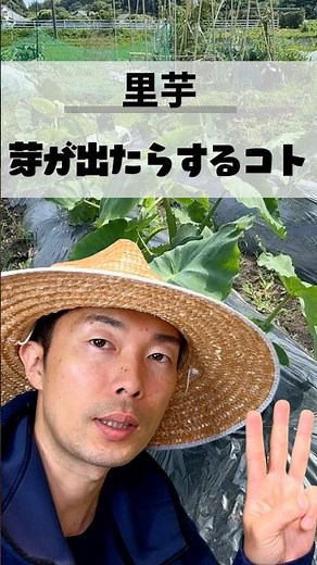 里芋の芽が出たら今すぐやって！秋の収穫量が変わる3つの作業 #家庭菜園初心者 #家庭菜園 #夏野菜