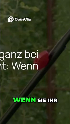 Rasenpflege im Juni: 3 Säulen für den perfekten Rasen im Sommer