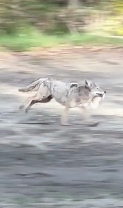 266K views · 4.3K reactions | Cuteness overload in 3, 2, 1… 凉 Play...