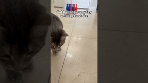 Mischievous cat proves bowling is impossible with pets around