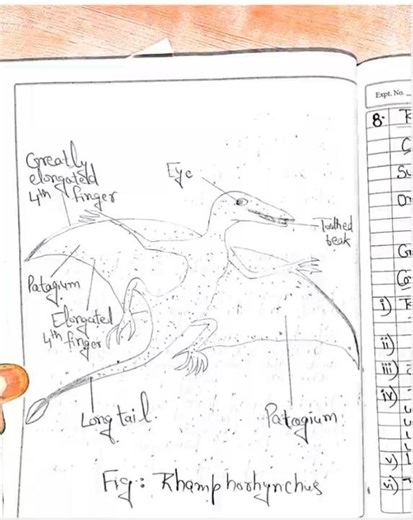 BZYCL 138 EXP 7 | IGNOU PRACTICAL FILE | ZOOLOGY | GENETICS AND EVOLUTIONARY BIOLOGY