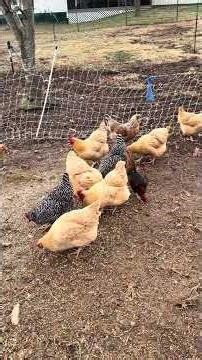 HB is on lockdown for his own protection #chicken #bantams #rooster #baldeagle