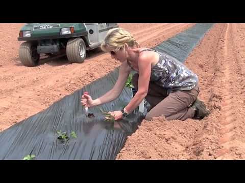 Growing Sweet Potatoes - Gardening Tutorial
