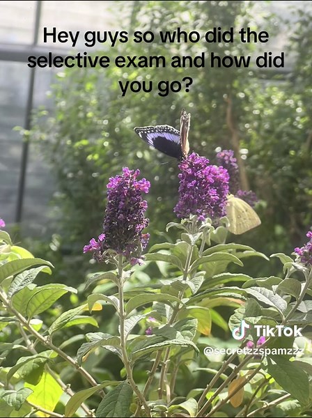 Selective Exam Experience: Math Questions Review