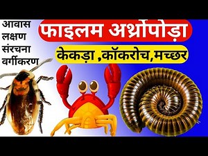 Phylum Arthropoda In Hindi | फाइलम आर्थ्रोपोडा |Phylum Arthropoda Class 11 | Arthropoda phylum