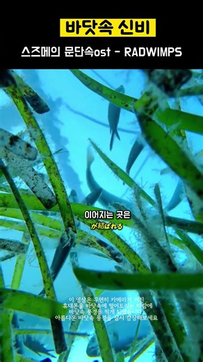 신비로운 바닷속 풍경#스즈메의문단속 #RADWIMPS #스즈메ost #가사번역 #바닷속신비 #힐링영상