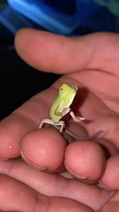 Worlds Smallest Chameleon🥺🦎 #animals #cute #baby #chameleon #beautiful #reels | Paul Cuffaro
