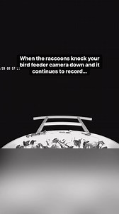 7.5M views · 281K reactions | The raccoons have honestly been my favorite part about having a bird feeder camera installed in our wildlife garden. | Chasing Bugs with Danae Wolfe | Facebook