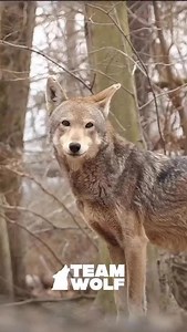 🚨Did you know there are only 20 red wolves left in the wild? 💔🐺 For Red Wolf Awareness Week, we’re highlighting the American Red Wolf — the world’s most endangered wolf, and one of the rarest carnivores on Earth. Once common across the Southeast, in 1980, red wolves were hunted and persecuted to the brink of extinction. A reintroduction effort in 1987 gave hope, growing their numbers to 130 by 2006. But today, just 20 remain in the wild. Their survival is threatened by poaching, vehicle strik