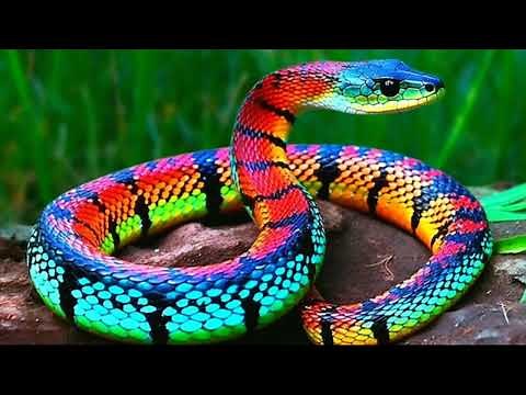 Les serpents les plus rares et les plus beaux au monde