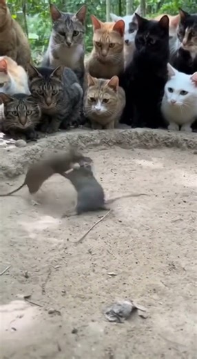 Cats Watch Two Mice Battle Like WWE Fighters! 😂🐭💥