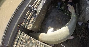 Monster Alligator Gar Landed From the Illinois River by Bowfishermen