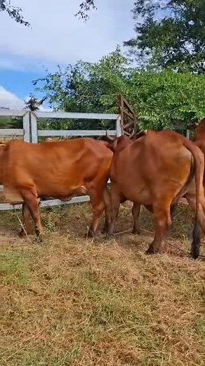 Uno de los toros que estarán el 29 de noviembre, agradecemos enormemente a todos los propietarios de los animales que hacen grande nuestras fiestas patronales, una plaza con ganado nuevo, que despierta emoción en cada una de las jornadas taurinas. | Distrito de Yamabal, Morazan Sur
