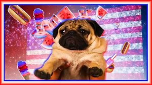 715K views · 9.2K shares | Happy 4th Of July Weekend! <3 Doug the Pug | MTV | Facebook
