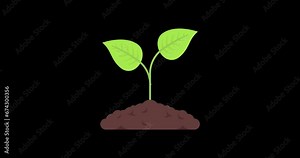 Animation of plants increasing in size, the process of plant growth