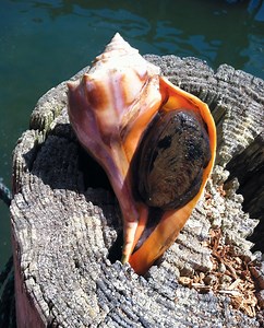 What part of the conch do you eat? [2025] | QAQooking.wiki