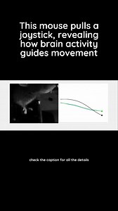 New findings indicate that the striatum and motor cortex jointly specify movement parameters, challenging previous beliefs about their roles. This insight could advance understanding of movement disorders like Parkinson's and Huntington's. Read the full story at 🔗 https://sciencex.com/r/?n=659884321 Credit: Neuron (2025). DOI: 10.1016/j.neuron.2024.12.024 📸 Follow us on Instagram for more exciting content https://www.instagram.com/sciencex.physorg/ | Phys.org