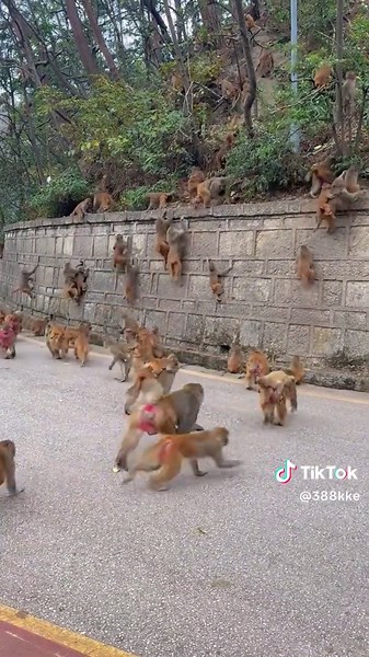 Exploring Monkey Climbing Techniques and Behaviors