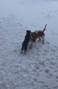 So Cute!!!! Dilly Gherkin Pickle Chip plays in her first snow with big brother Feeny. Shared by Danielle Mills | I love Dachshunds