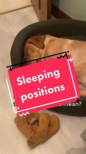 3 facts about dogs and their sleeping habits. Did you know what your dogs sleeping positions mean? Follow us for more pet health and lifestyle content! #petproducts #petopt #sleepingdogs #pethealth #GradeUpWithGrammarly