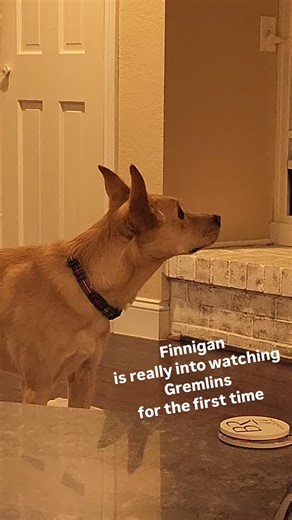 Gremlins is one of those Christmas movies that is somewhat forgotten. It was written by Chris Columbus right out on NYU. If you don't recognize his name he's the director for Mrs. Doubtfire, Adventures in Babysitting, and was the screenwriter for The Goonies just to name a few. Prolific career. It had some noteworthy actors too - Pheobe Cates (Fast Times at Rigemont High), Judge Reinhold, and Corey Feldman. Steven Spieldberg produced this movie and while well recieved many parents complained abo