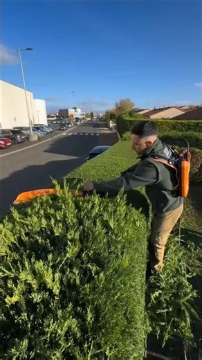 Looks Easy… But His Tree-Cutting Skill Is Insane!#shortvideo