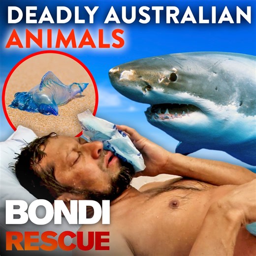 5.2M views · 97K reactions | "The biggest animal I have ever seen in the water" 麗 Top 5 Most Deadly Australian Animals At The Beach | Bondi Rescue | Facebook