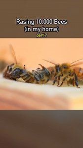 Raising 10,000 Bees in my Home🐝 pt7 #ecosystem #wildlife #nature #plants #earth #bees | Dr. Plants