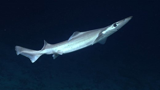 32K views · 1.8K reactions | Seemingly unbothered by our presence, this arrowhead dogfish (Deania profundorum) was seen at a depth of 830 meters (2,723 feet) while exploring off the coast of Florida in the Stetson-Miami Terrace Deepwater Coral Habitat of Particular Concern (HAPC) in the Blake Plateau region during the #Okeanos 2019 Southeastern U.S. Deep-sea Exploration. More video shorts: https://oceanexplorer.noaa.gov/multimedia/video-shorts/welcome.html | NOAA Ocean Exploration | Facebook