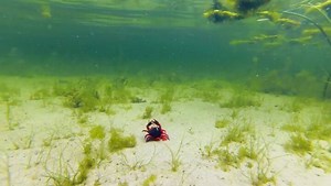 47K views · 119 reactions | #tackletalk 3D Manic Crab range - The...