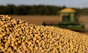 How to Grow Soybeans and Protein value - Farming in South Africa