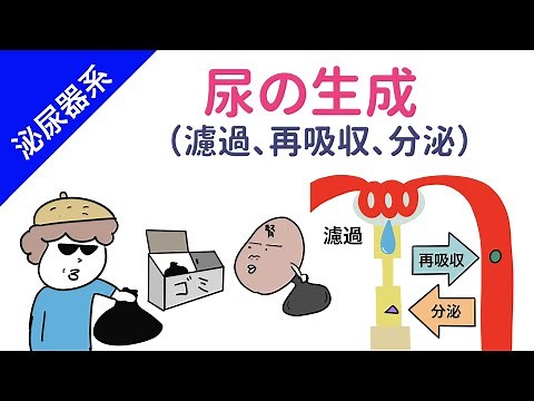 【腎臓】尿の生成の仕組み（濾過、再吸収、分泌）